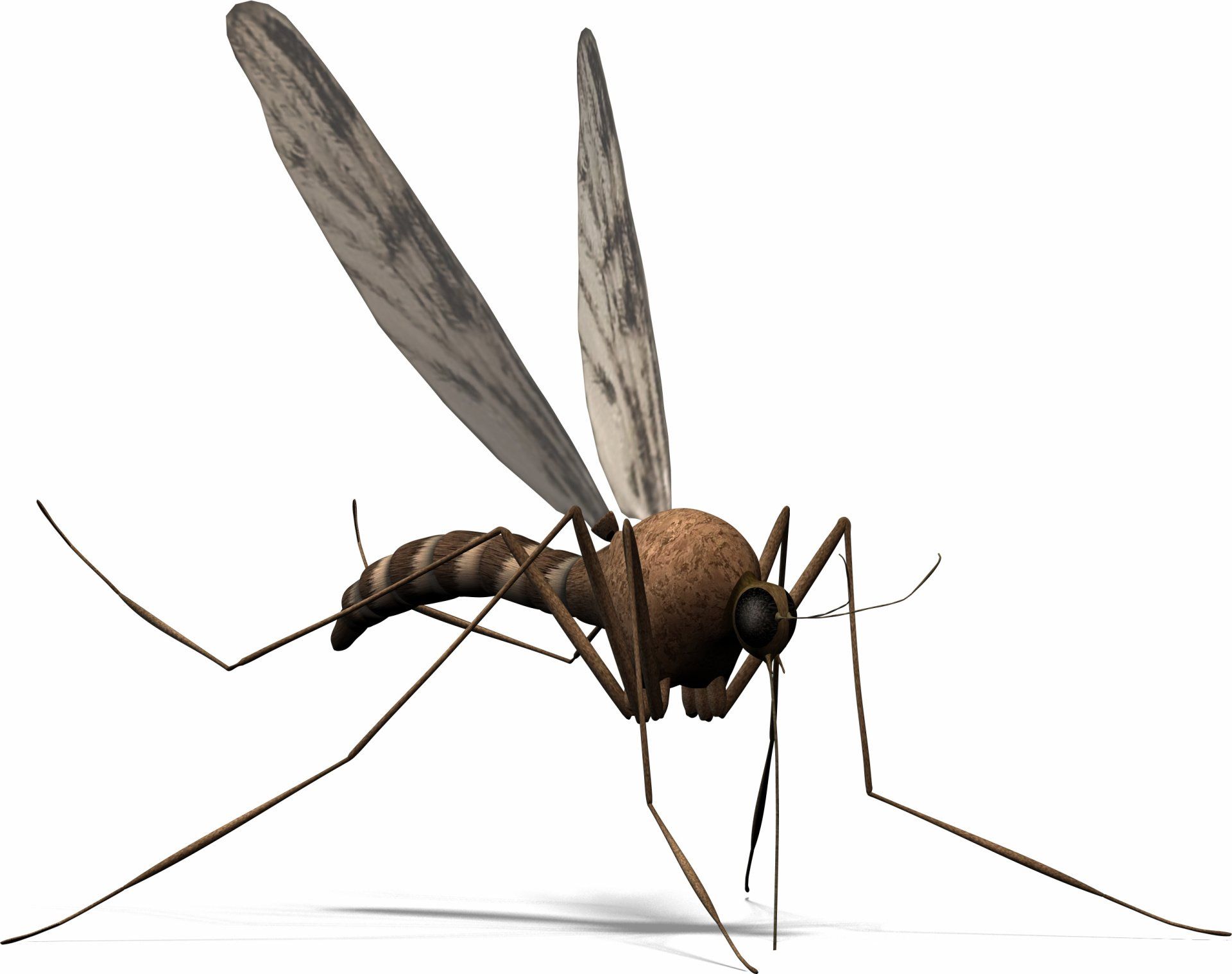 Portland Gnat Control