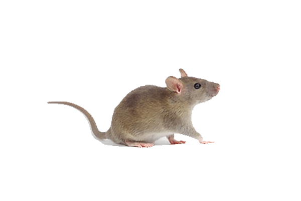 Portland Rat Control