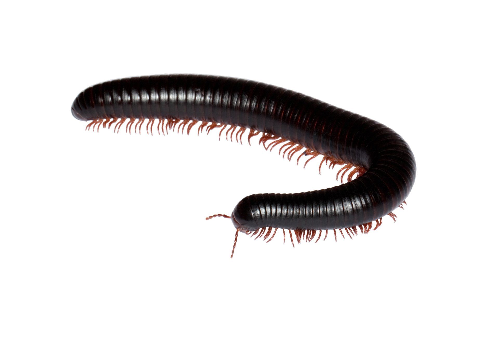 Portland Millipede Control