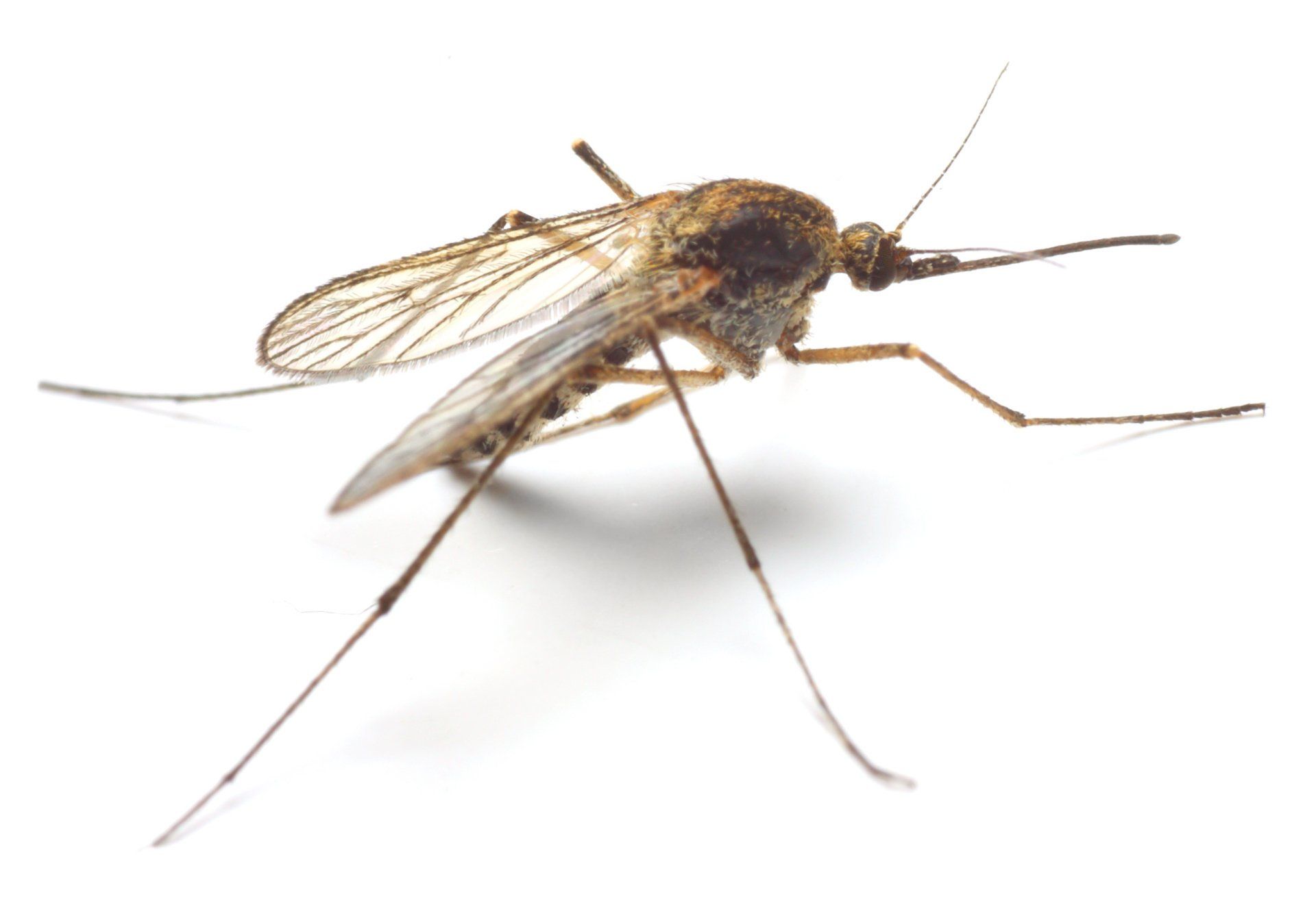 Portland Mosquito Control