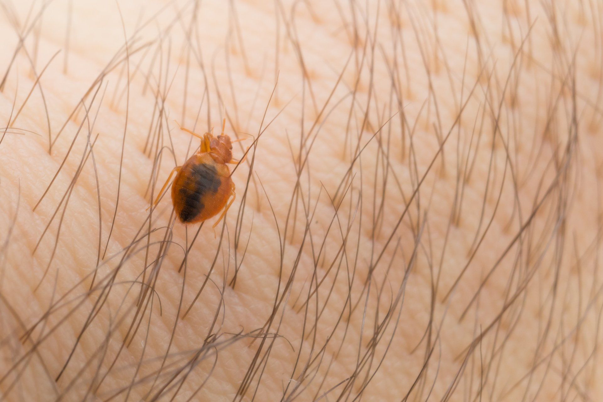 bed bug signs