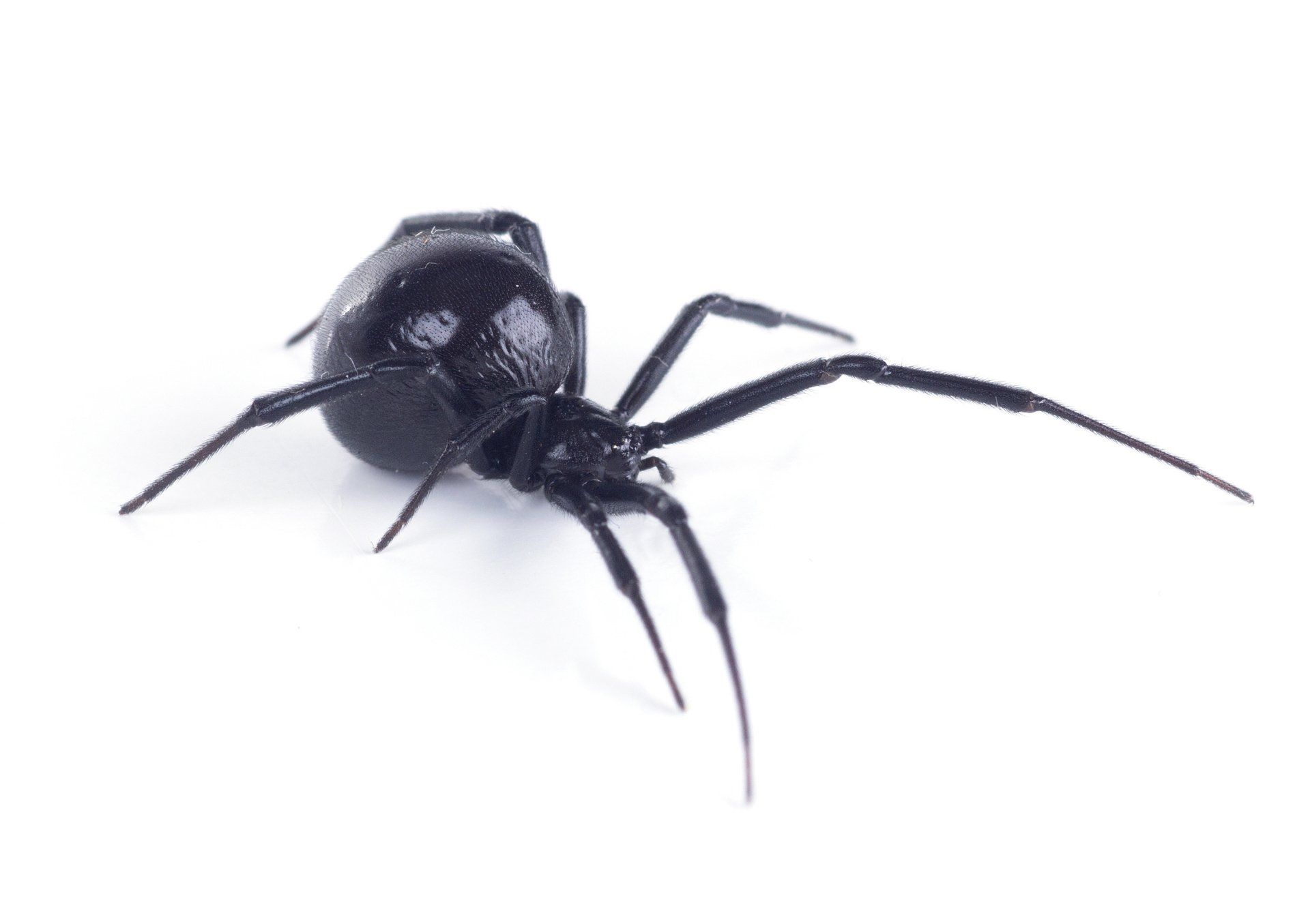Portland Spider Control