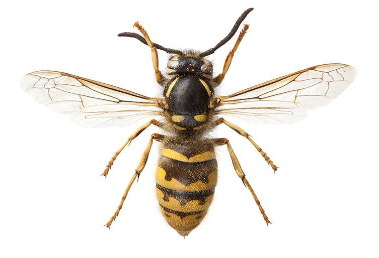 Portland Wasp Control