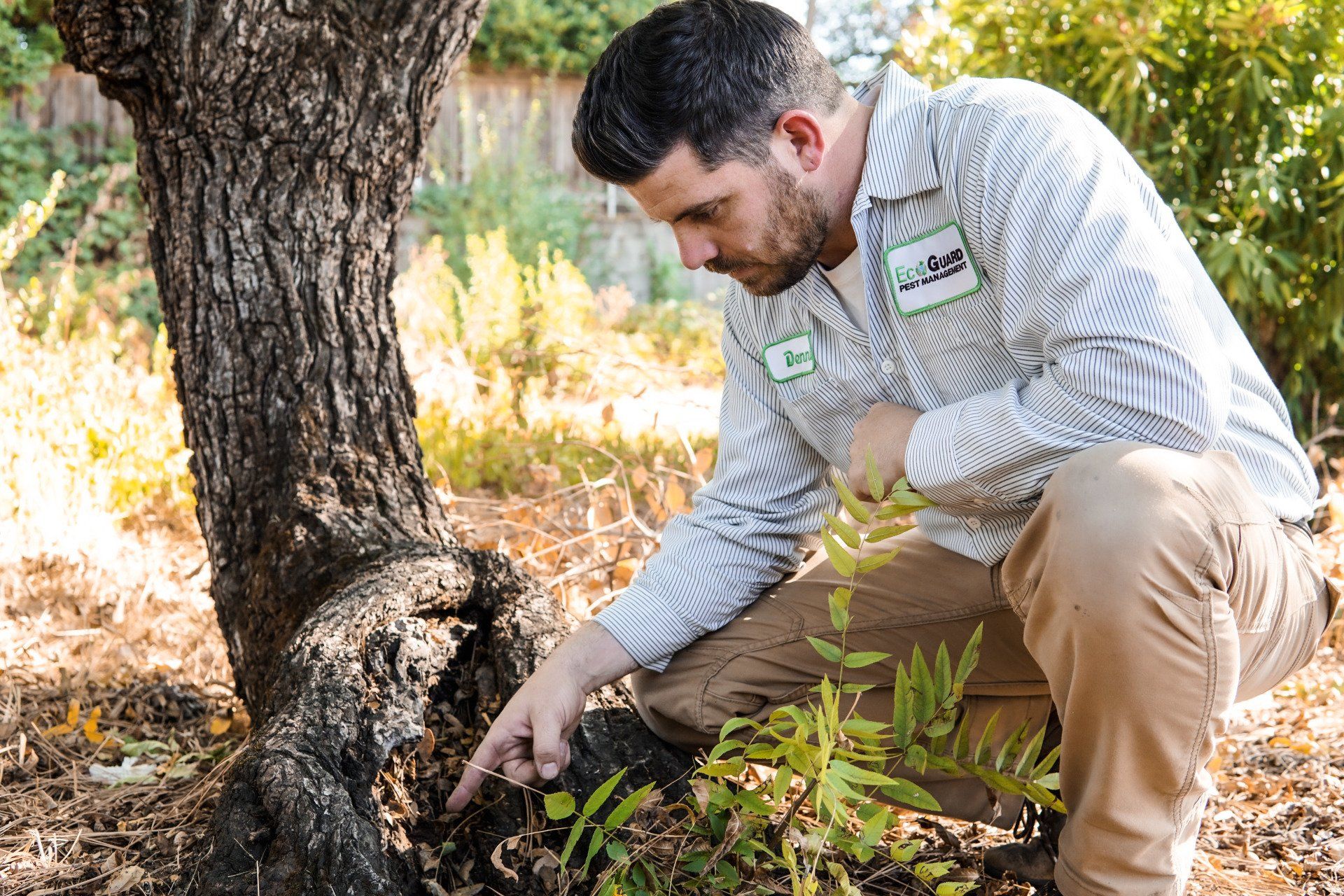 yard pest spraying