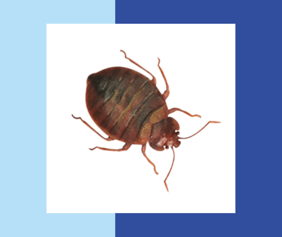 Bed-Bug-Removal