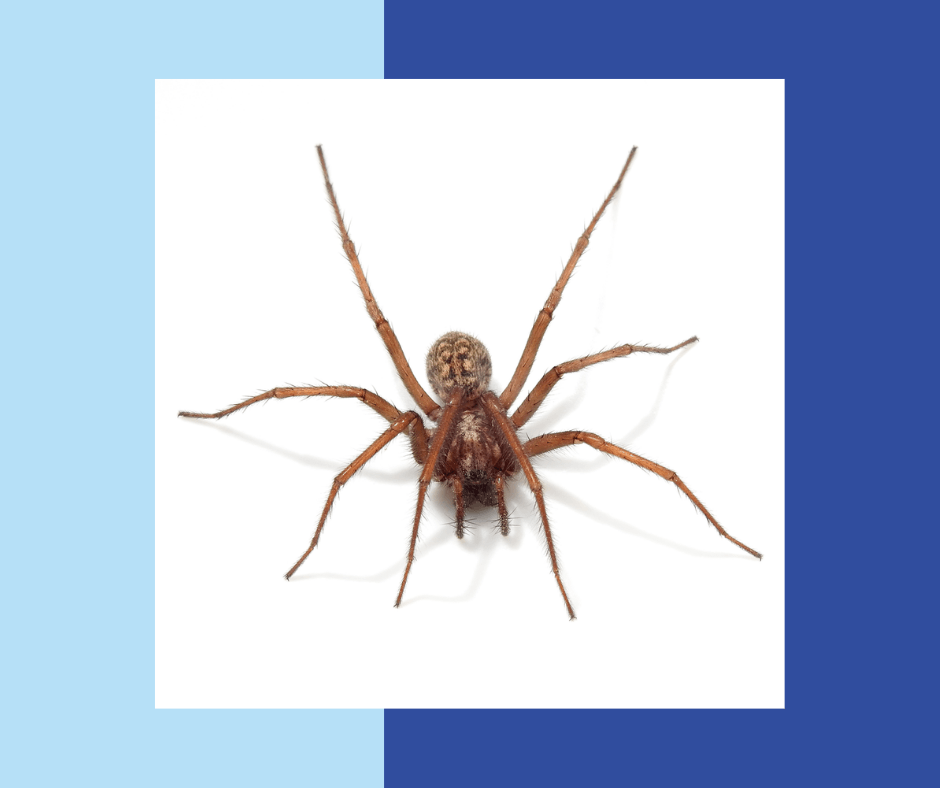 General-Pest-Control