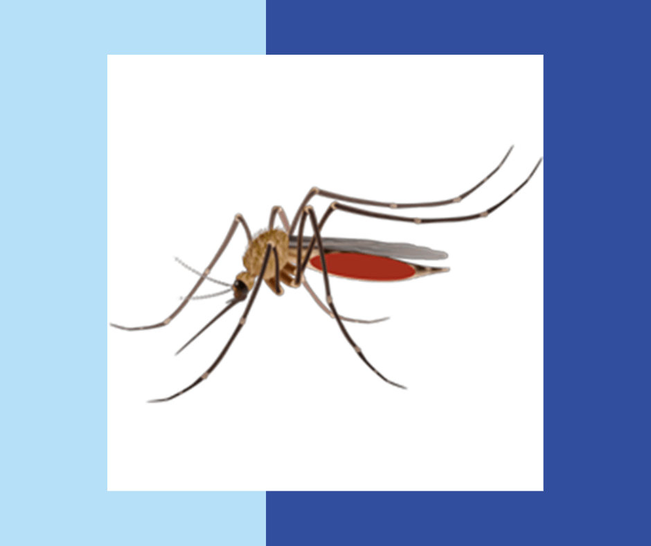 Mosquito-Control