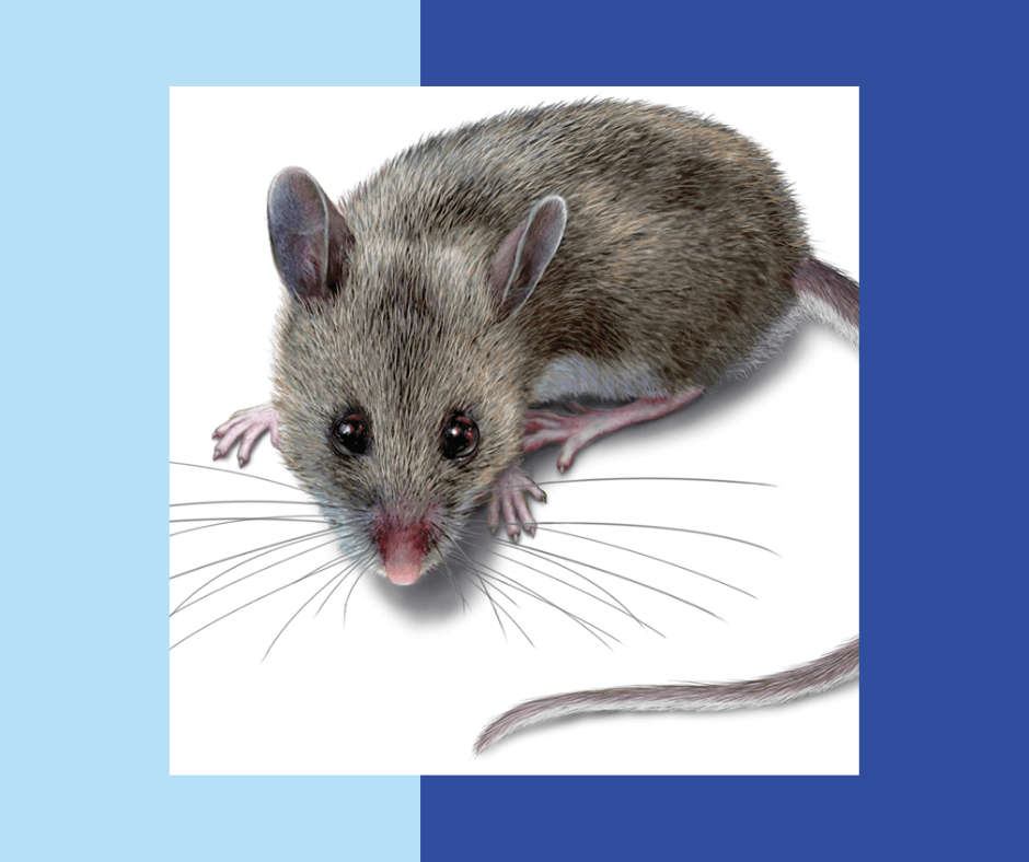 Professional-Rodent-Control-Service