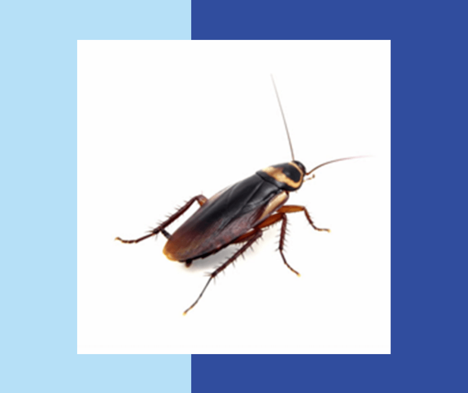 Roach-Removal