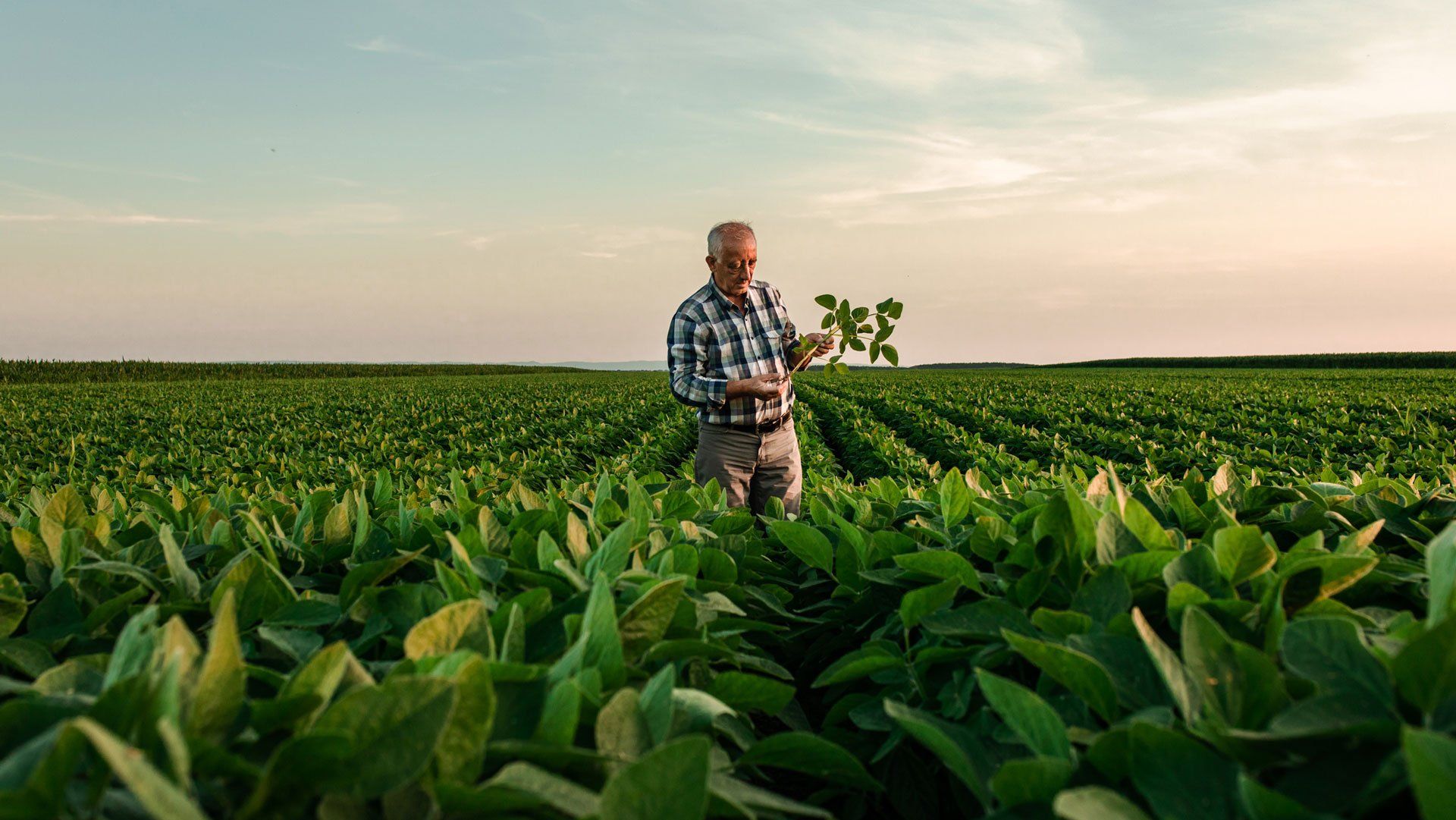 Checking Crops — Miami, FL — Security Bond Associates, Inc.
