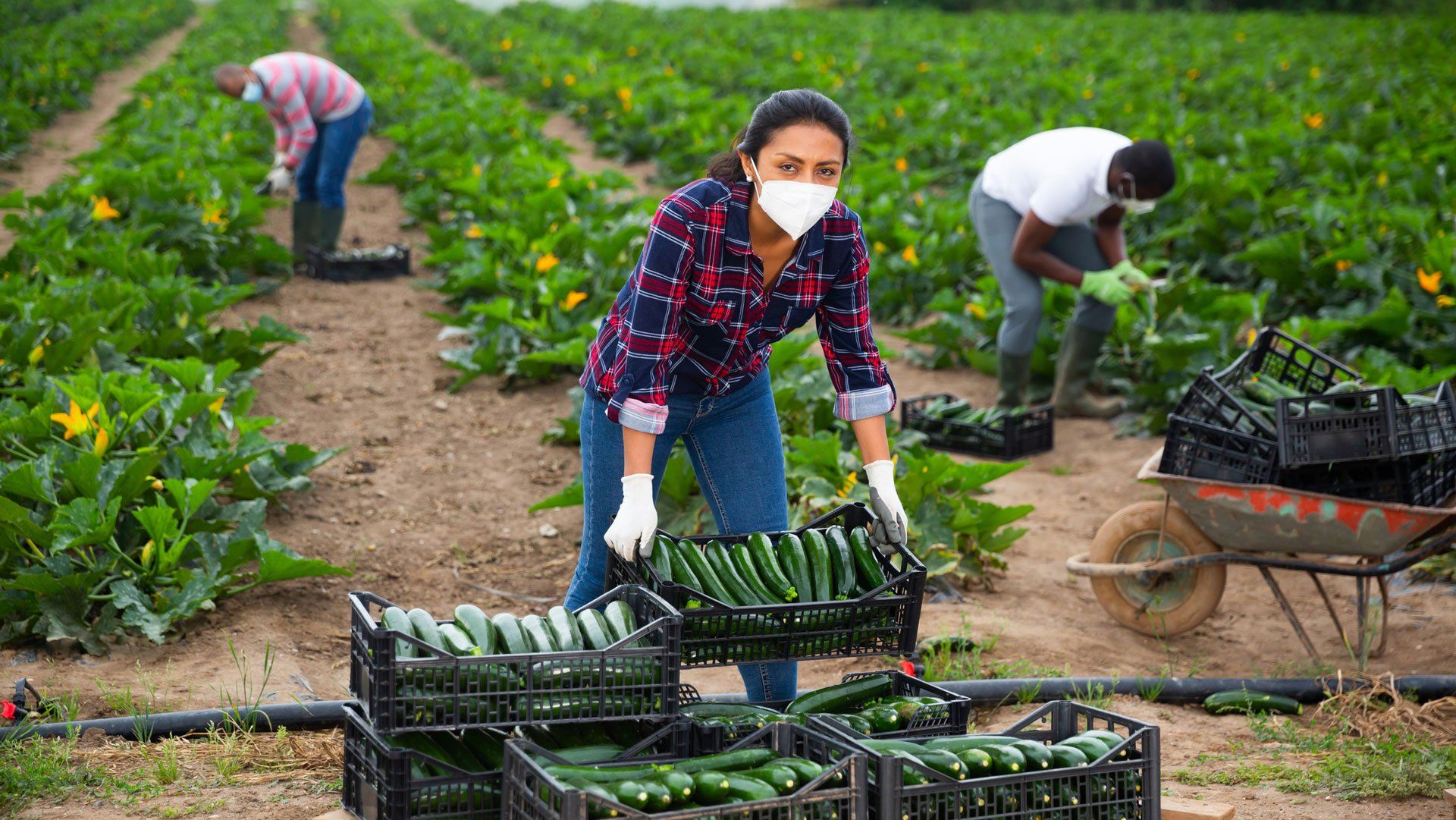 Harvesting Crops — Miami, FL — Security Bond Associates, Inc.