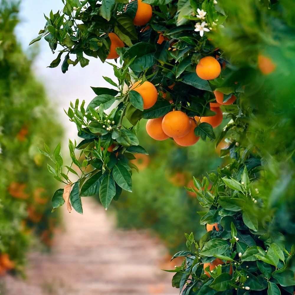 Orange Farm — Miami, FL — Security Bond Associates, Inc.