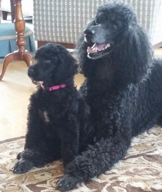 Puppy with Granddam This is a Gladystar Poodle