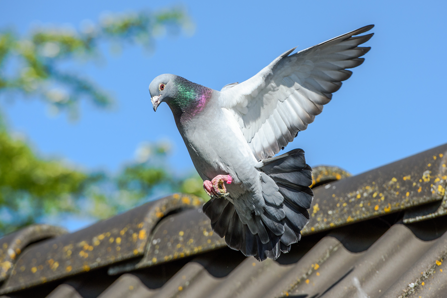 Get-Rid-Of-Birds