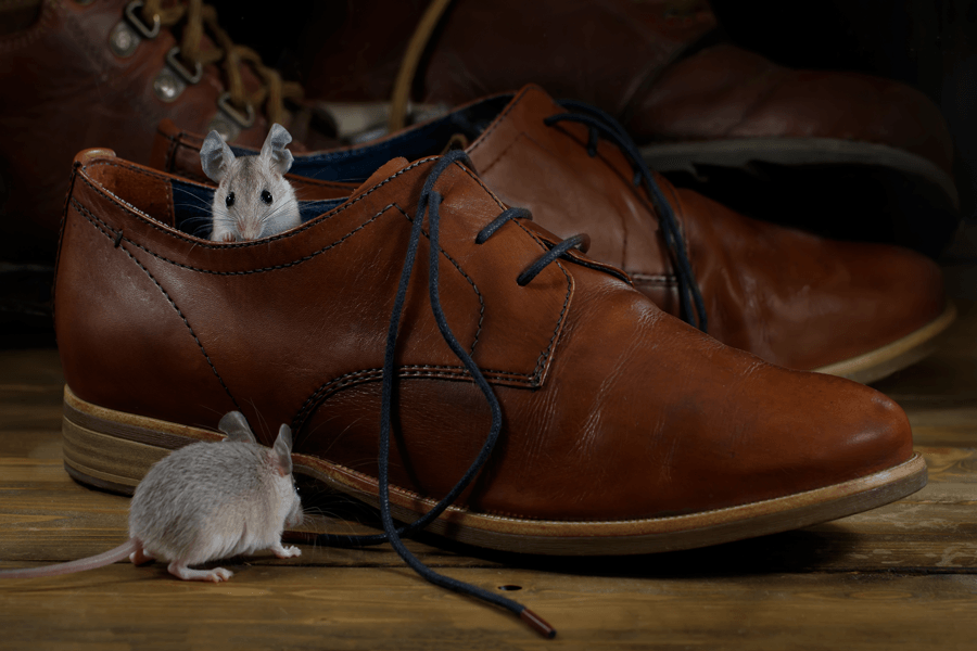 Get-Rid-Of-Rats