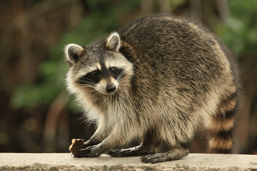 Wildlife-Removal