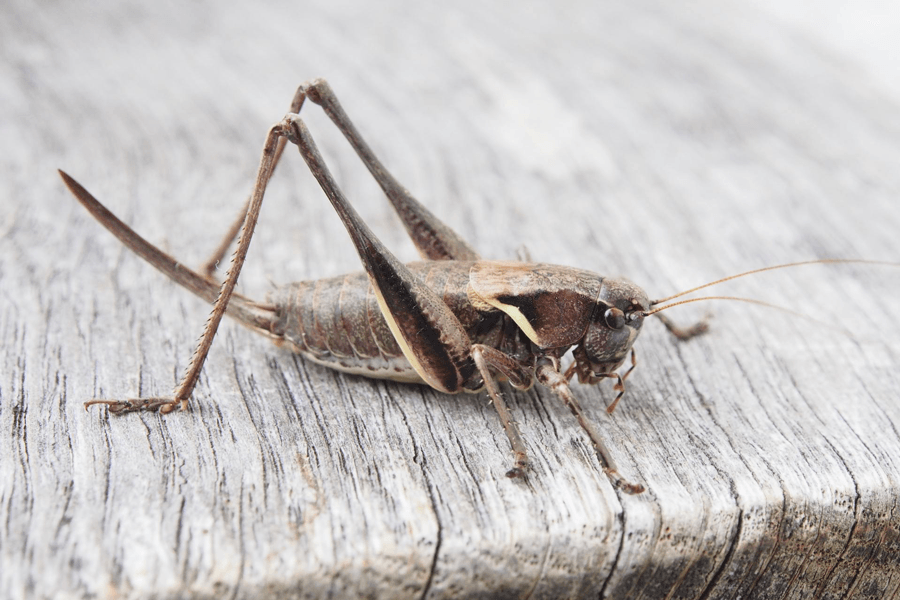 Get-Rid-Of-Crickets