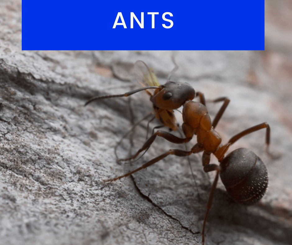 Ant-Control