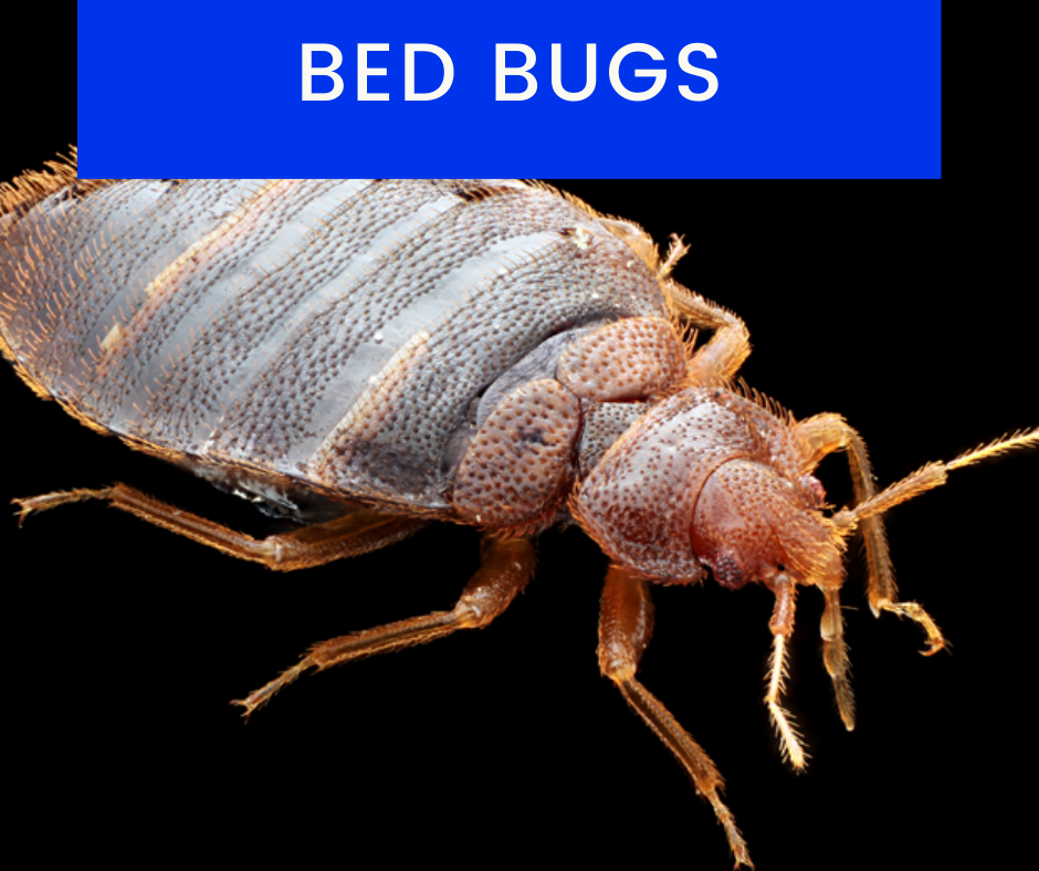 Bed-Bug-Control