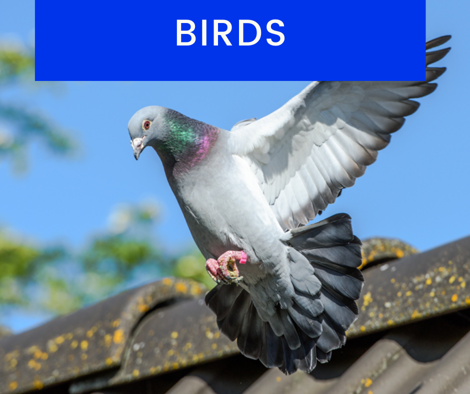 Bird-Control