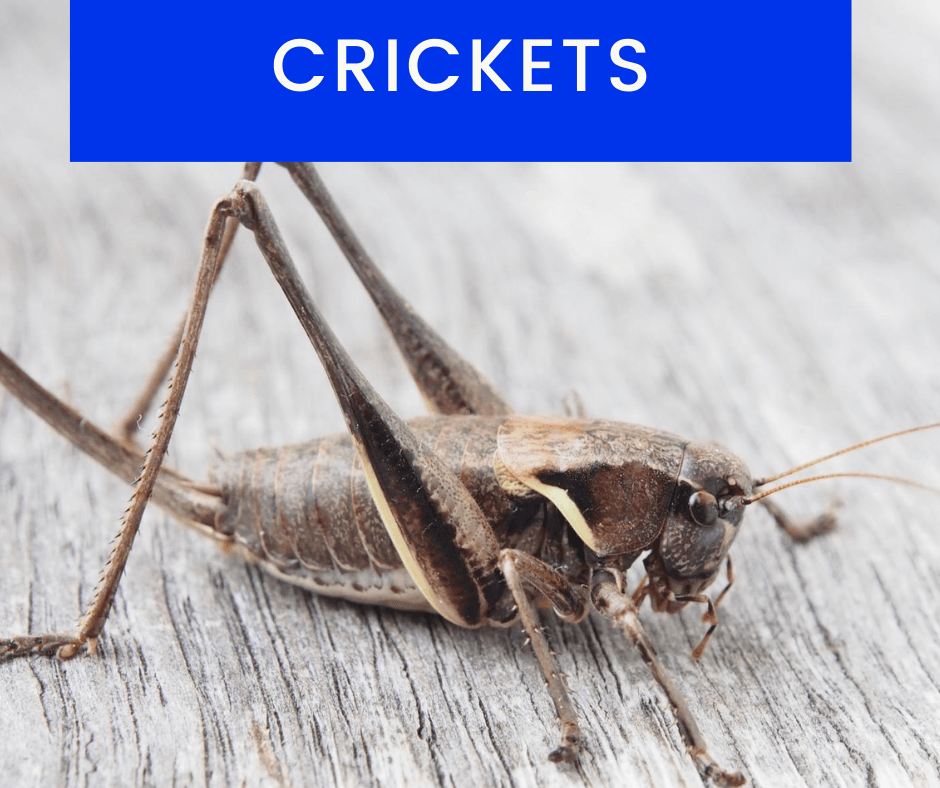 Cricket-Control
