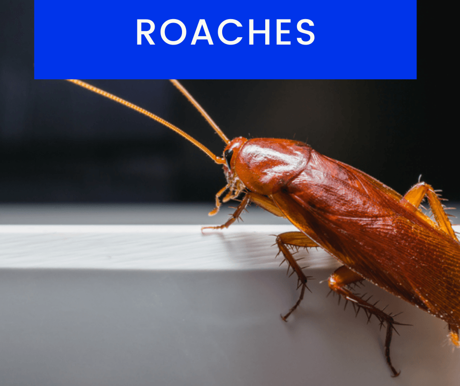 Roach-Control