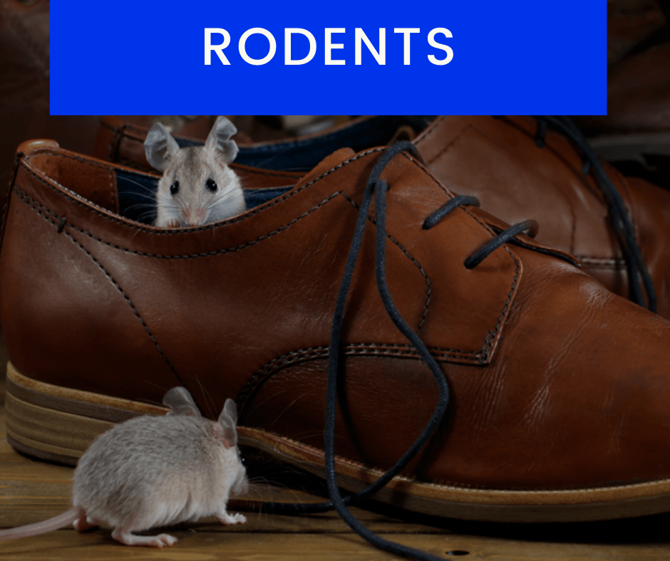 Rodent-Control