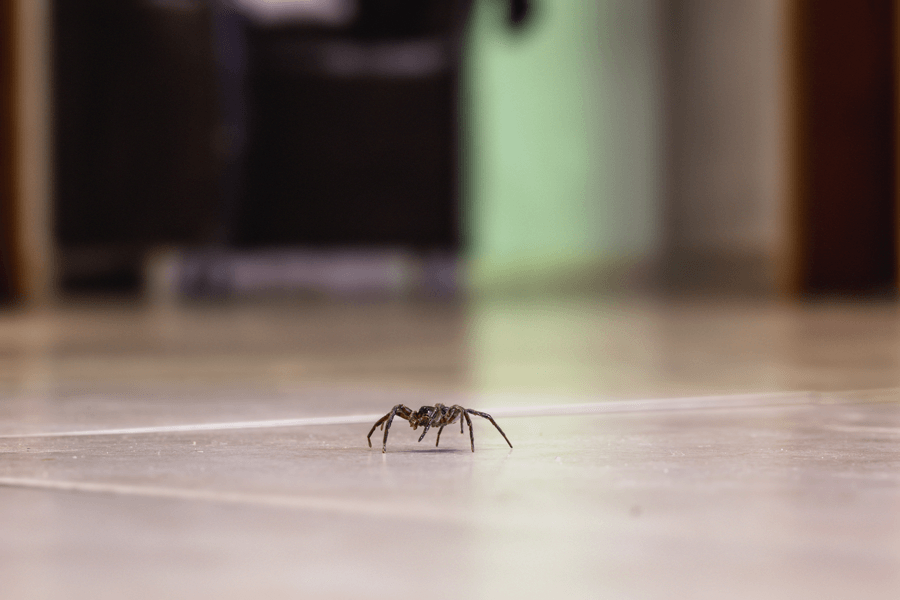 Get-Rid-Of-Spiders