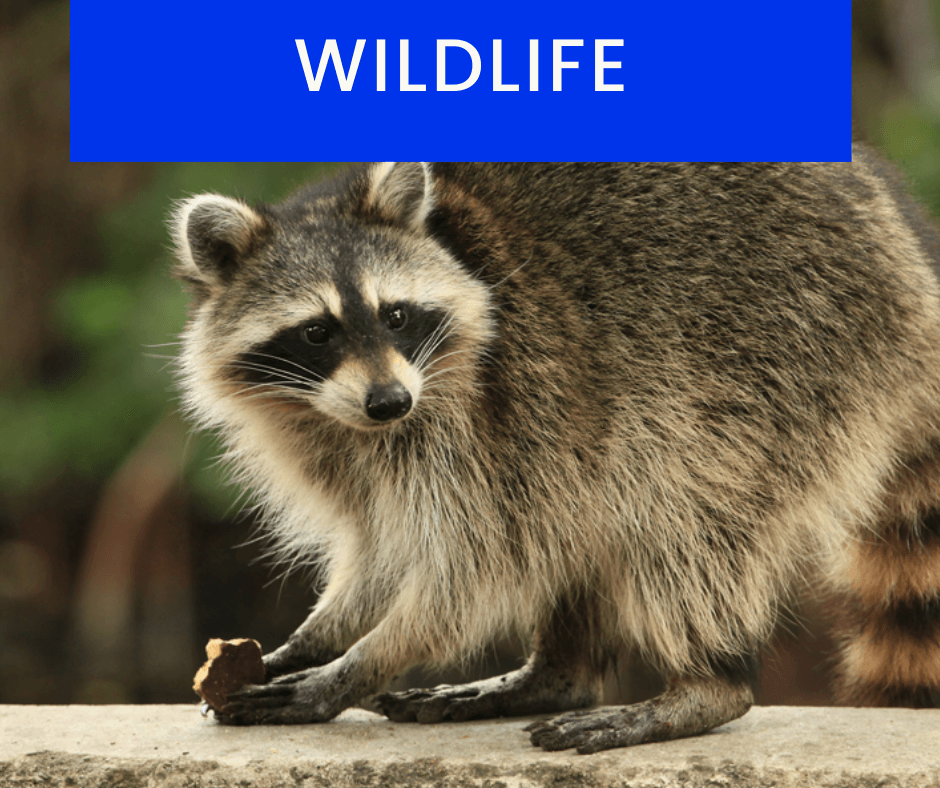 Wildlife-Control