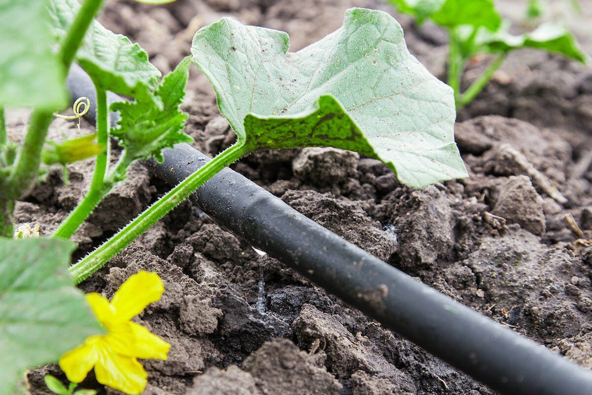DIY Drip Irrigation Systems