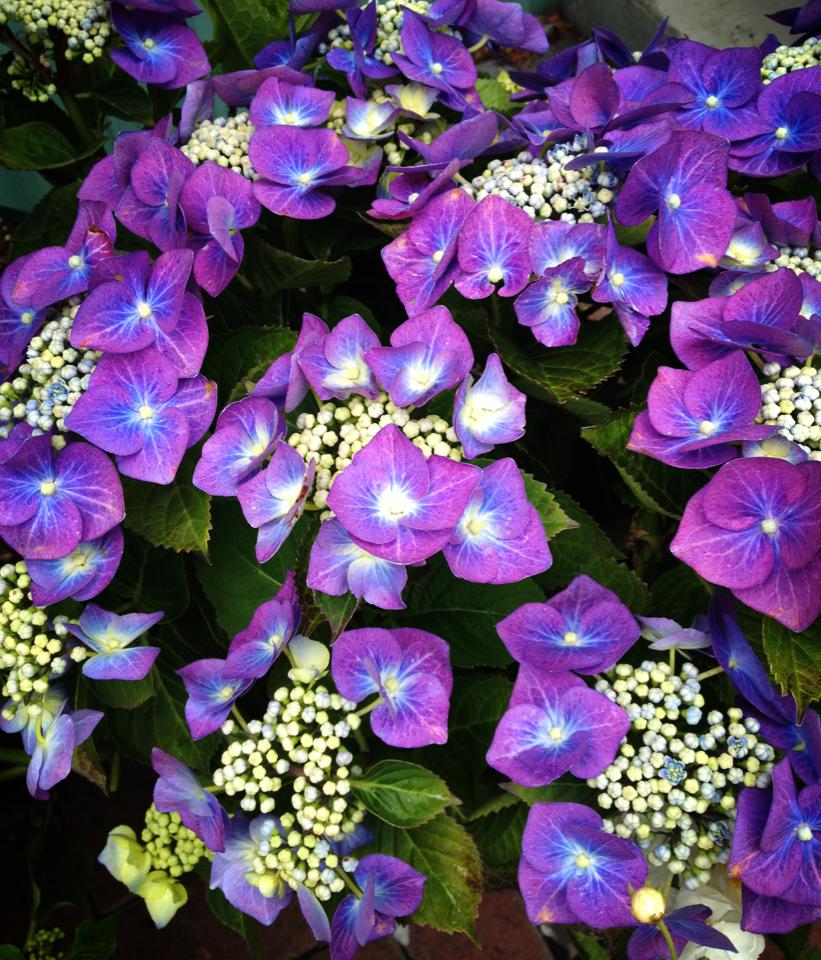 Beautiful Purple Flowers - Plant and Flower Supplier in Spokane Valley, WA Beautiful Purple Flowers - Plant and Flower Supplier in Spokane Valley, WA
