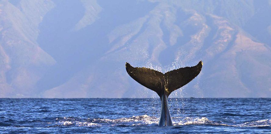 aloha maui real estate whale