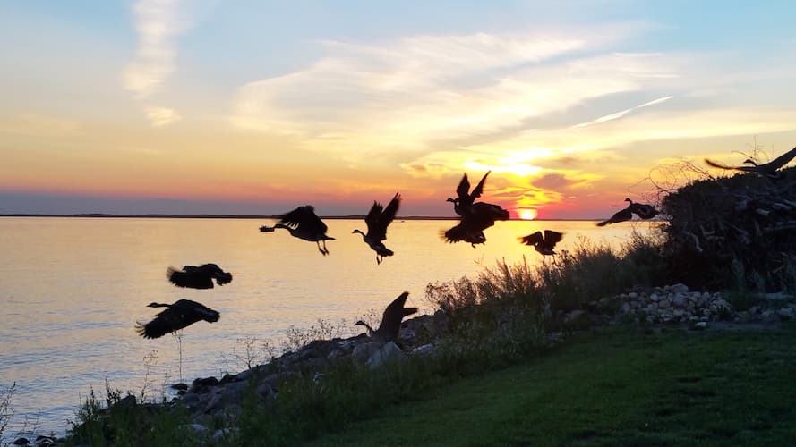 Geese Flying over Lake Sakakawea