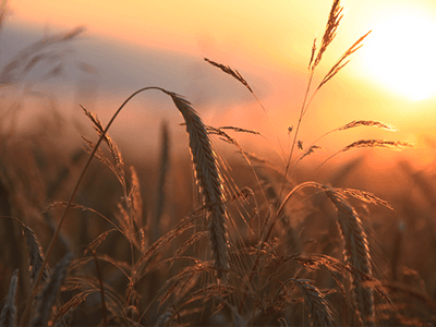 Wheat field at sunset