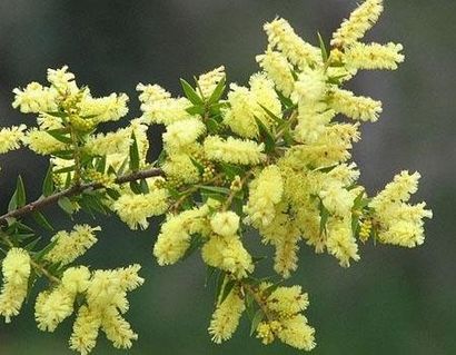 miele di acacia