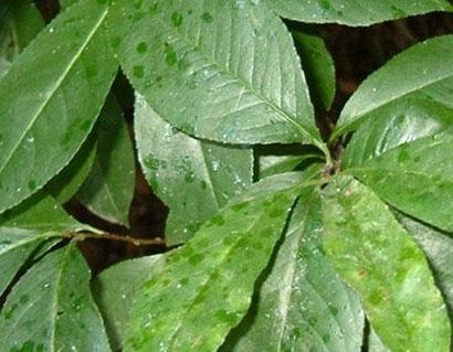 MIELE DI MELATA DI BOSCO