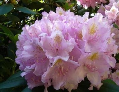 MIELE DI RODODENDRO