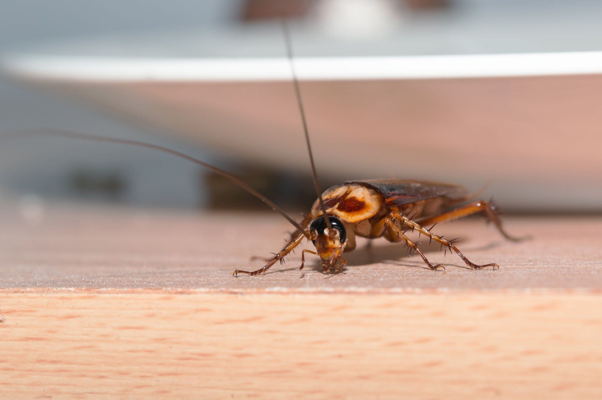 Cockroach on Table — Bloomington, IN — Kelley's Termite & Pest Control