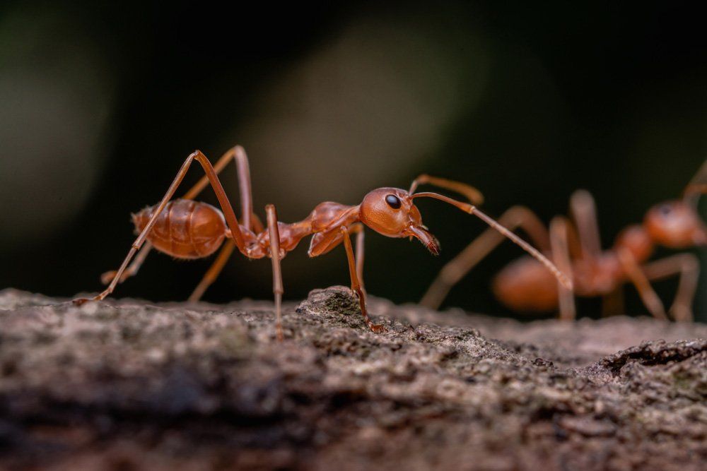 Ants on Wood — Bloomington, IN — Kelley's Termite & Pest Control