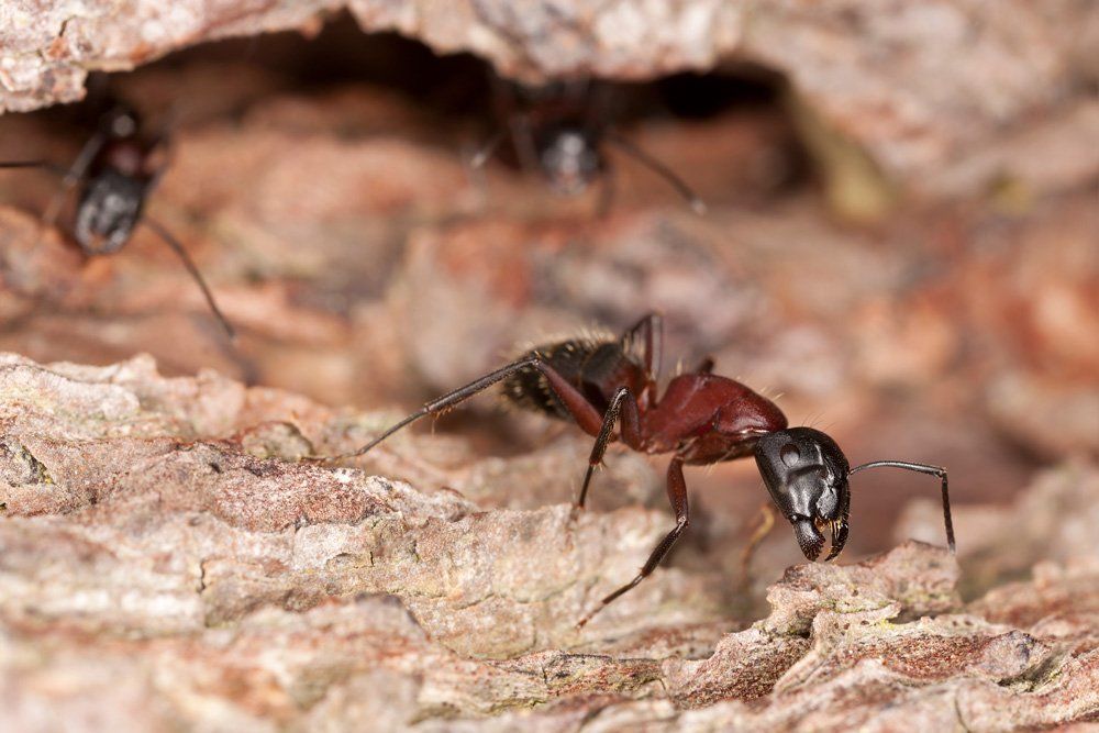 Carpenter Ants — Bloomington, IN — Kelley's Termite & Pest Control