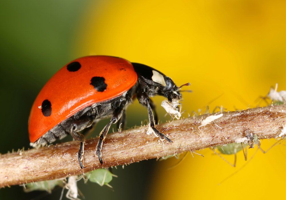 Asian Lady Bug — Bloomington, IN — Kelley's Termite & Pest Control