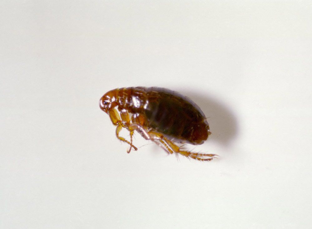 Dead Flea — Bloomington, IN — Kelley's Termite & Pest Control