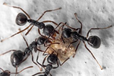 Ants Eating Food — Bloomington, IN — Kelley's Termite & Pest Control Ants Eating Food — Bloomington, IN — Kelley's Termite & Pest Control