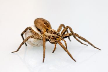Spider — Bloomington, IN — Kelley's Termite & Pest Control Spider — Bloomington, IN — Kelley's Termite & Pest Control