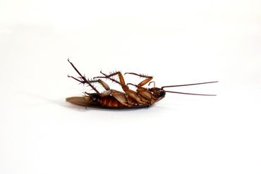 Dead Cockroach — Bloomington, IN — Kelley's Termite & Pest Control Dead Cockroach — Bloomington, IN — Kelley's Termite & Pest Control