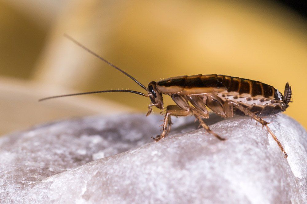 Cockroach Close Up — Bloomington, IN — Kelley's Termite & Pest Control