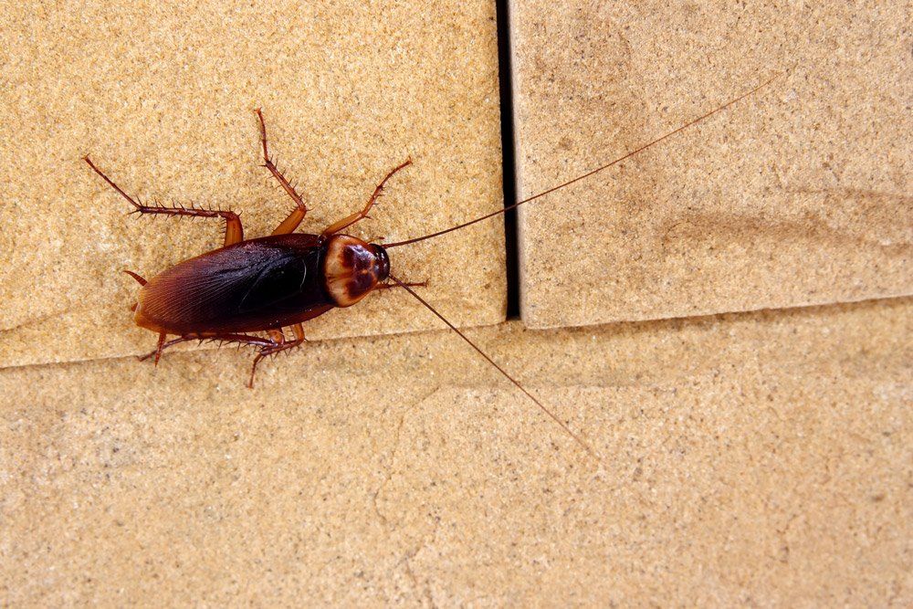 Cockroach on Wall — Bloomington, IN — Kelley's Termite & Pest Control