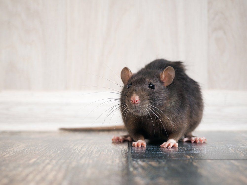 Close Up on Rat — Bloomington, IN — Kelley's Termite & Pest Control