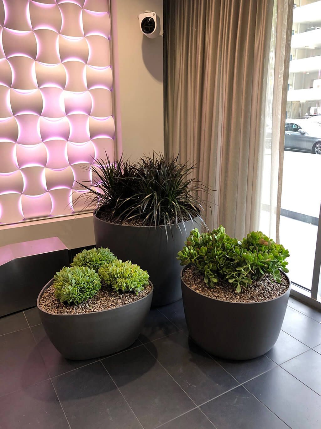Three potted plants in a modern lobby. A textured wall is illuminated with pink light.