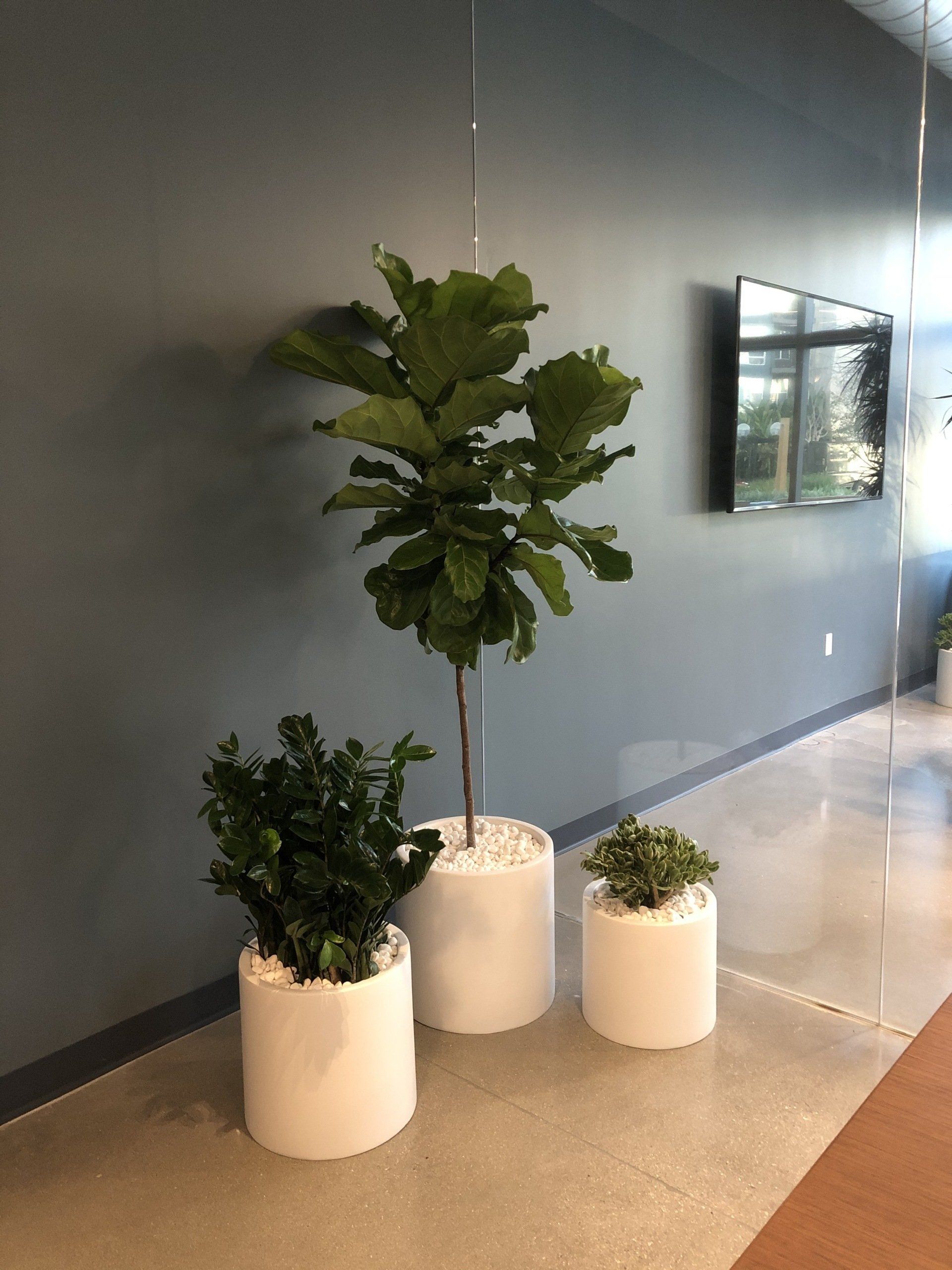 Three potted plants, including a tall fiddle leaf fig, against a gray wall in a modern space.